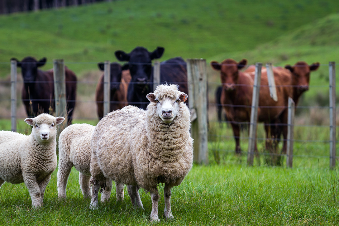 sheep, cattle