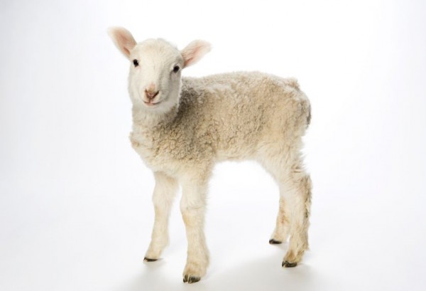 Year Old Lamb