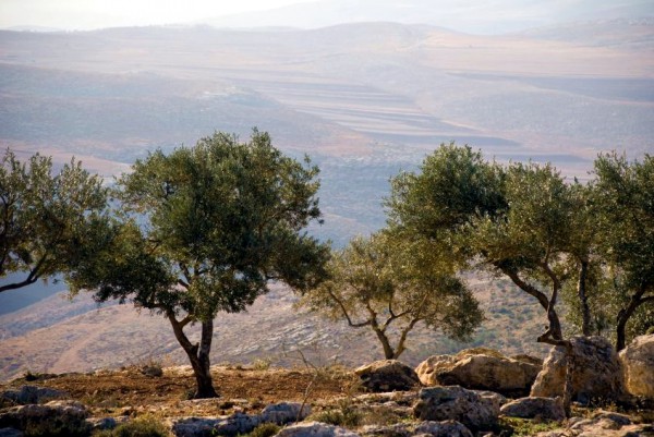 Olive Tree-Nablus