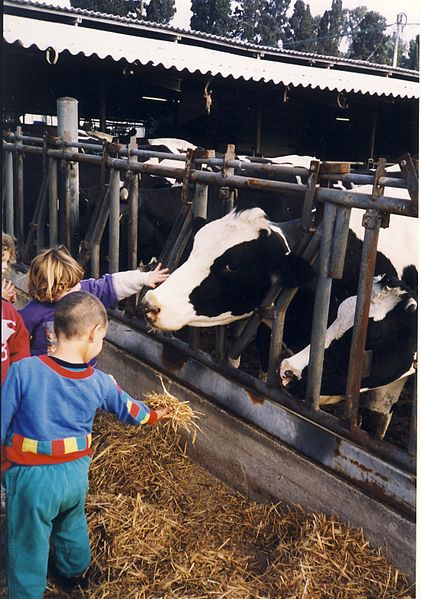 children-feed-cows-farm