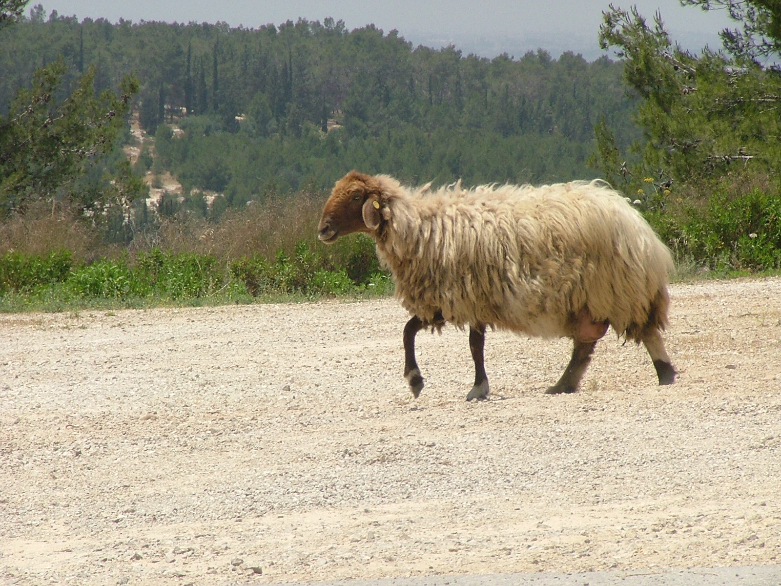 lone sheep-Israel