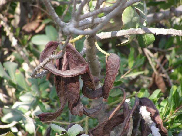 Carob_ripe_fruit