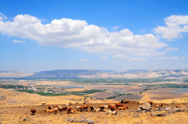 A herd of cows-Sea of Galilee