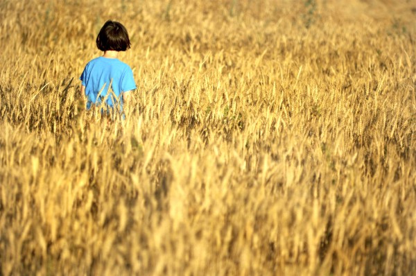 Israeli child-wheat field