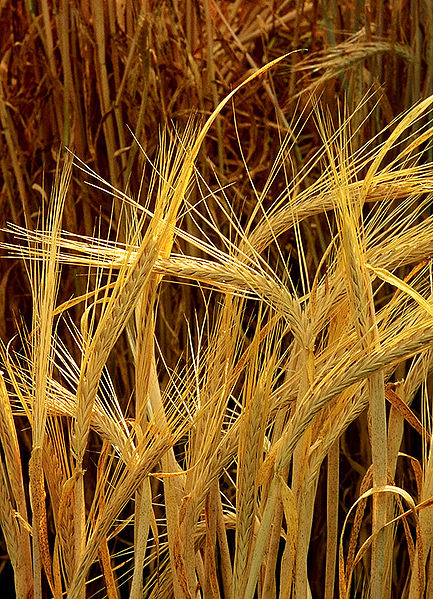 Hordeum-barley