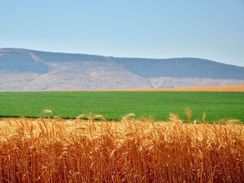 Israel-Jezreel-Wheat-Shavuot 