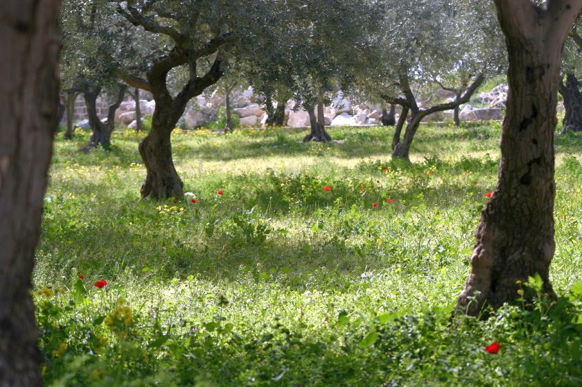 Olive trees-Garden-Gethsemane