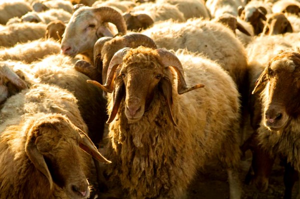 Flock-sheep-Israel