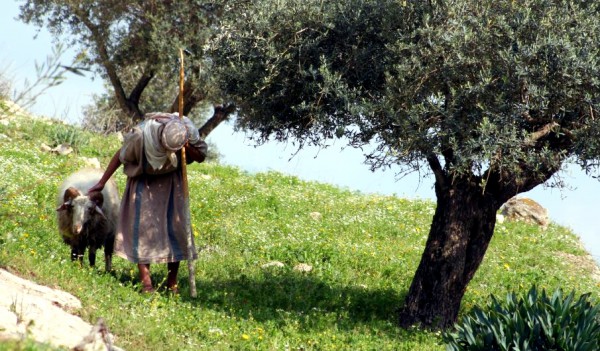 Shepherd-olive tree-Sea of Galilee