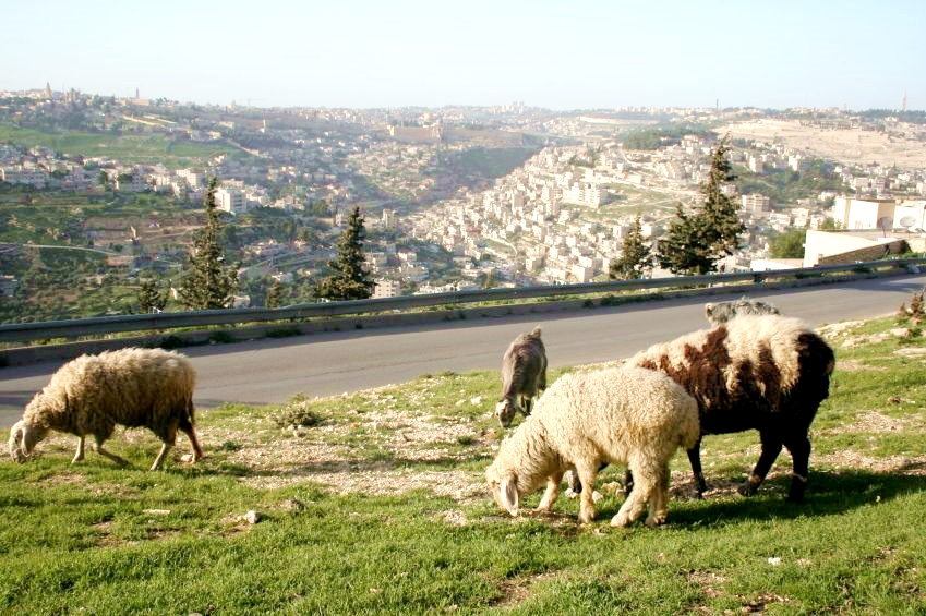  Sheep-grazing-Jerusalem