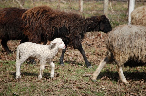 Pure-Spotless-Lamb-flock