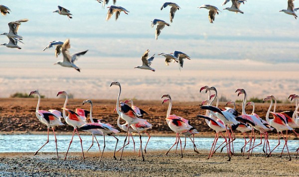 Negev Desert-water birds