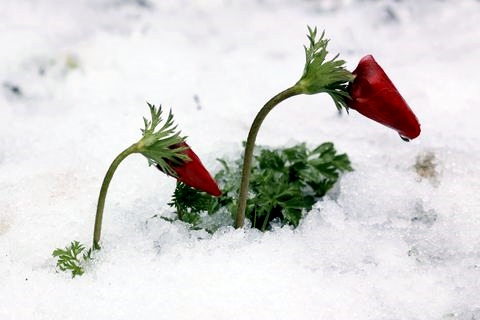 Red anemone-Snow-Israel