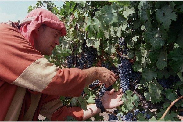 Golan Heights-Vineyaards-grape-harvest