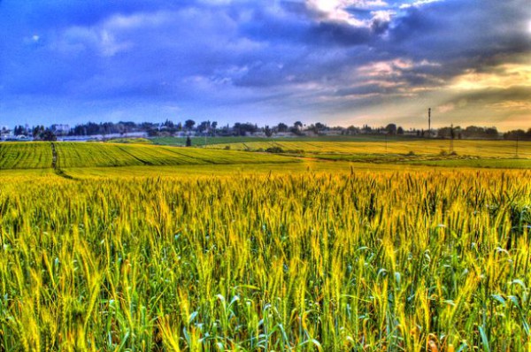 barley-Israel