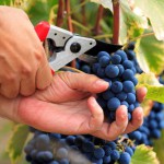 bearing-fruit-Grapes-vineyard