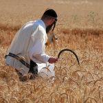 hand-harvesting-wheat-in-Israel