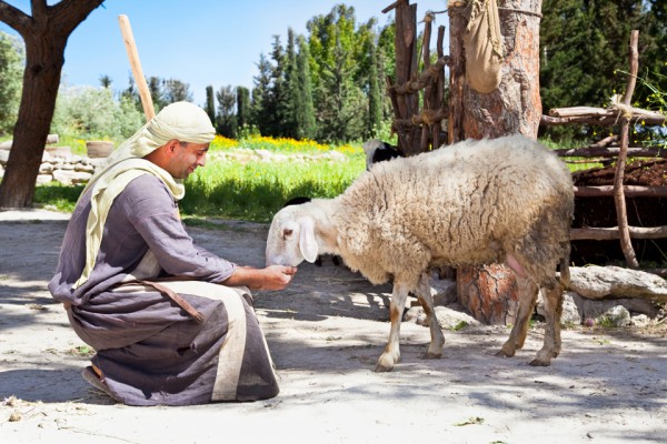 Shepherd-with-his-sheep