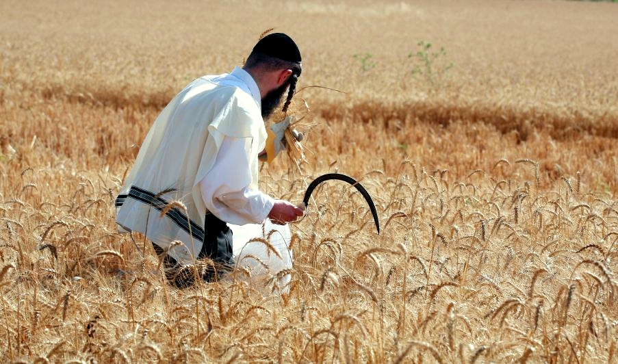 Hand-harvesting kosher for Passover wheat in Israel