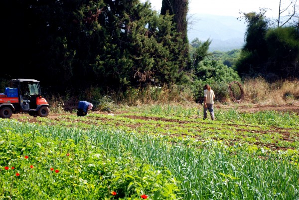 Israeli agriculture-farm hands-workers