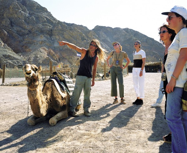 Israel Eilat Camel ranch tourists
