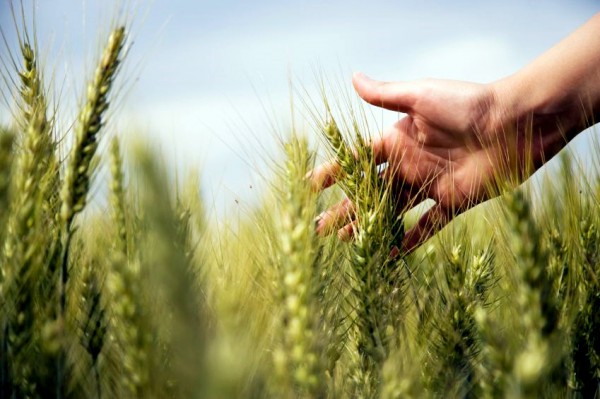 harvest