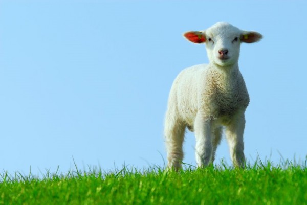 A white lamb stands on green grass Under a perfectly blue sky.