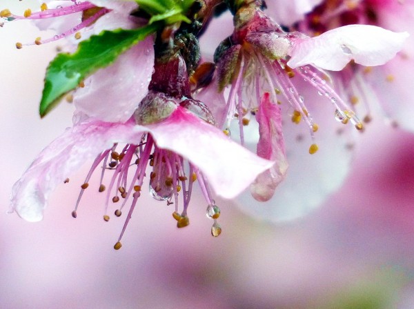 Rain-soaked-Peach blossoms