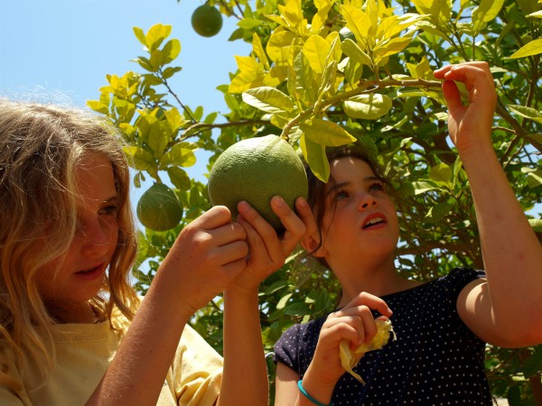 Israeli girls picks fruit