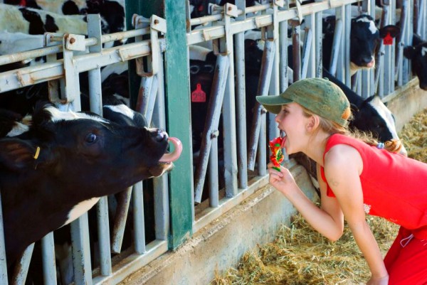 Cows-Farming-Israel-Dairy-Children