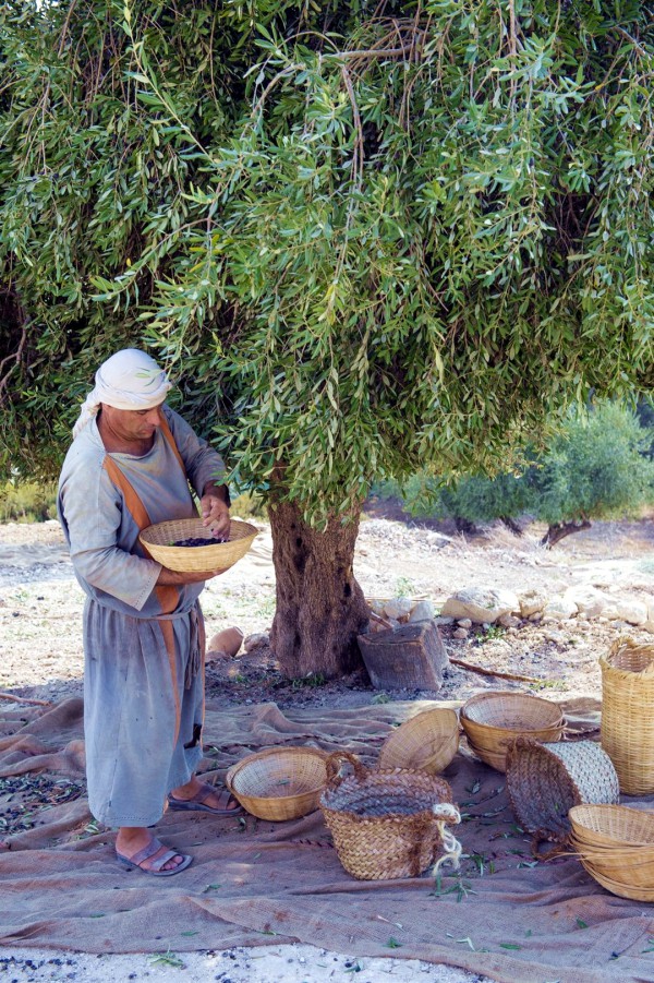 Harvesting olives at Nazareth Village, a re-creation of life during the time of Messiah.