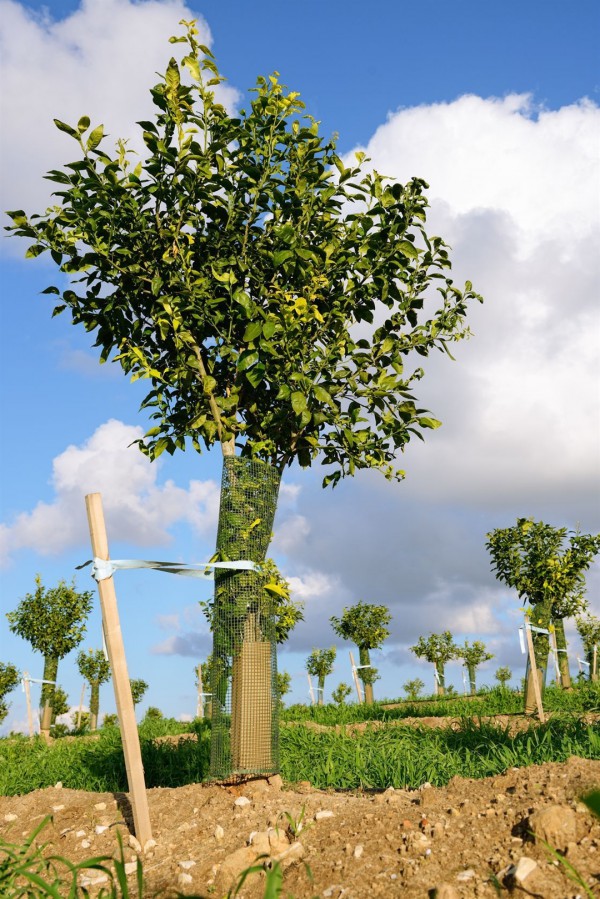 Young orchard in Israel