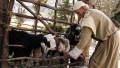 A shepherd tends his flock at a tourist attraction recreating first century village life in Israel.