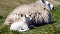 Ewe with a newborn lamb