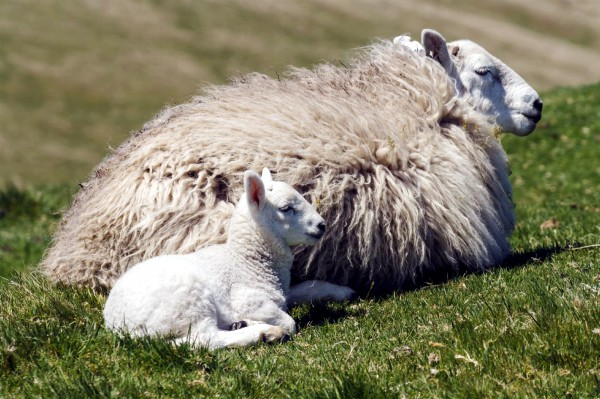 Ewe with a newborn lamb