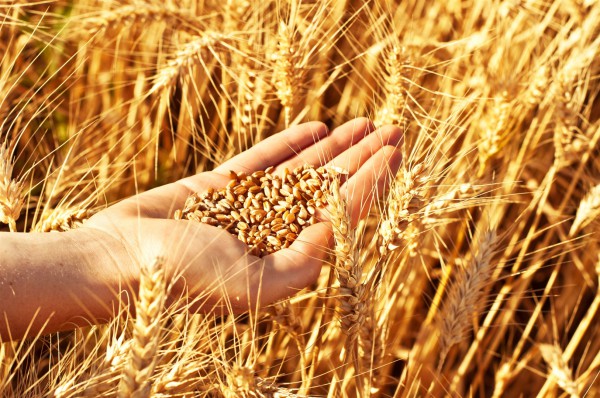 golden barley