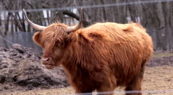 Parah Adumah-Red Heifer-candidate