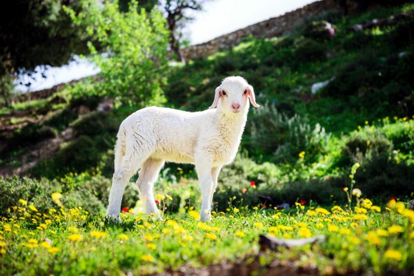 Lamb, Jerusalem, sheep