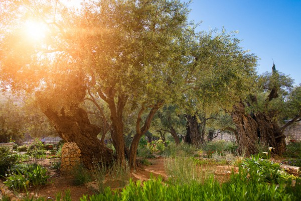 Olive trees in the Garden of Gethsemene in Jerusalem