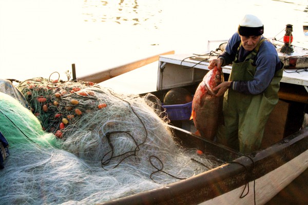 Kinneret fish-fisherman