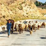 A Jordanian boy leads his flock. Although the Israelites first settled on the east side of the Jordan, in the 20th century, that land was allocated to the creation of an entirely new country called Transjordan (Jordan) by the League of Nations.