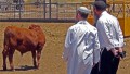 red heifer, parah adumah, Kohen, Temple