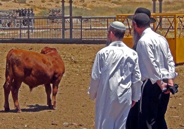 A Kohen and men from the Temple Institute have a look at Israeli cattle. (Temple Institute Facebook photo)