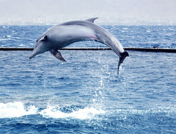 Red Sea-Dolphin-Israel-Eilat