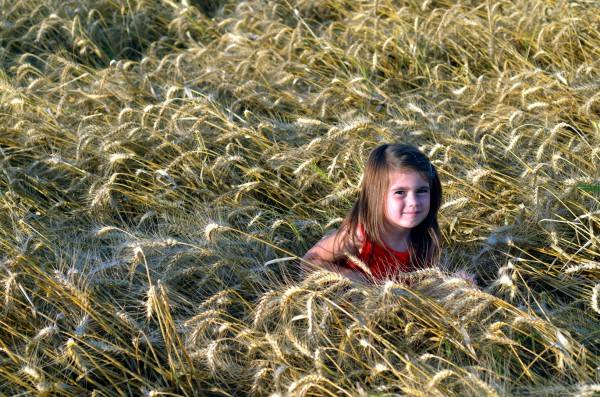 An Israeli girl in a field of grain.