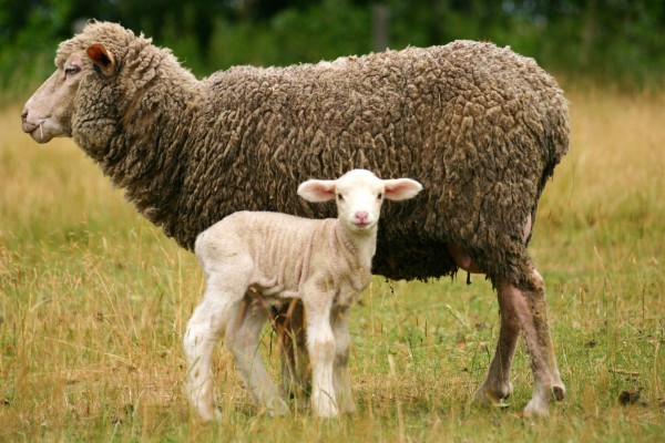 lamb-ewe-sheep