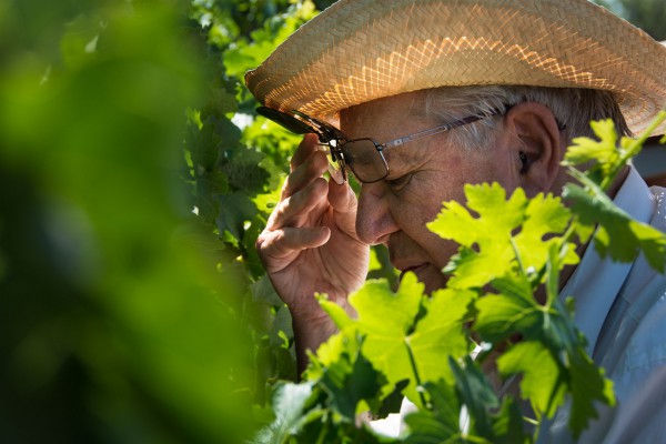 Israel-viniculture-wine-vineyard-Samaria