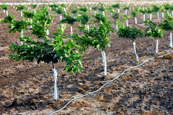 Drip irrigation lines water young orange trees.