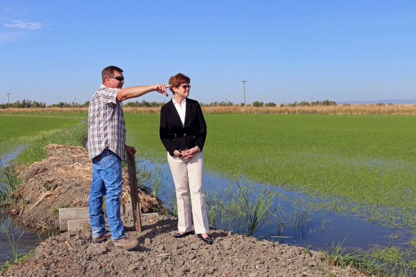 California rice growing, Israeli agitech, drip irrigation, California drought