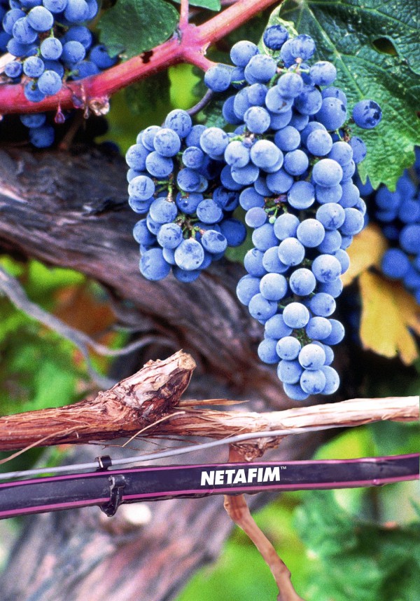 Netafim, UniWine, drip irrigation